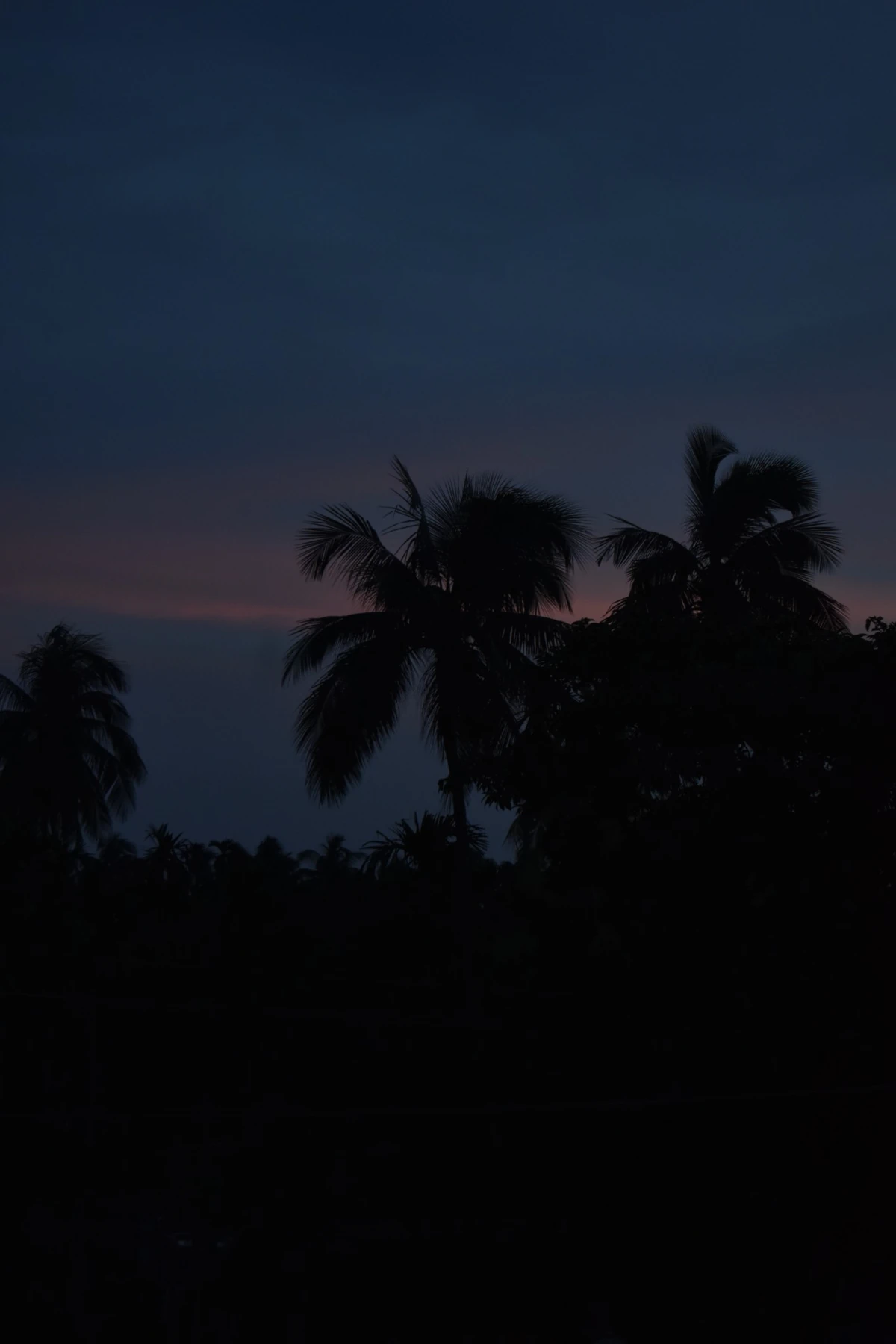 Blue hour palm tree landscape